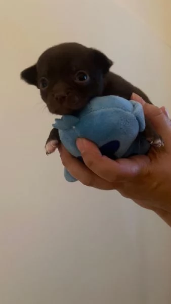 Cuccioli chihuahua  | Foto 1