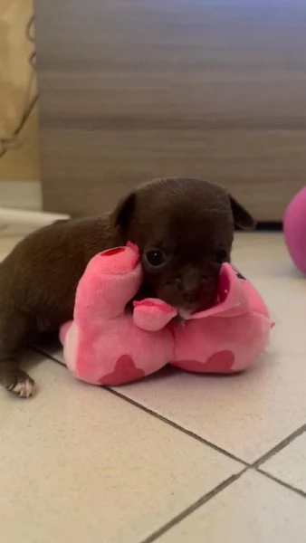 Cuccioli chihuahua  | Foto 0