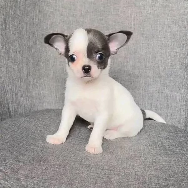 Chihuahua pelo lungo pedigree ENCI | Foto 2