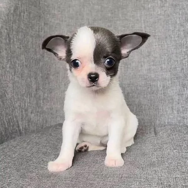 Chihuahua pelo lungo pedigree ENCI | Foto 1