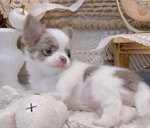 Chihuahua pelo lungo pedigree ENCI