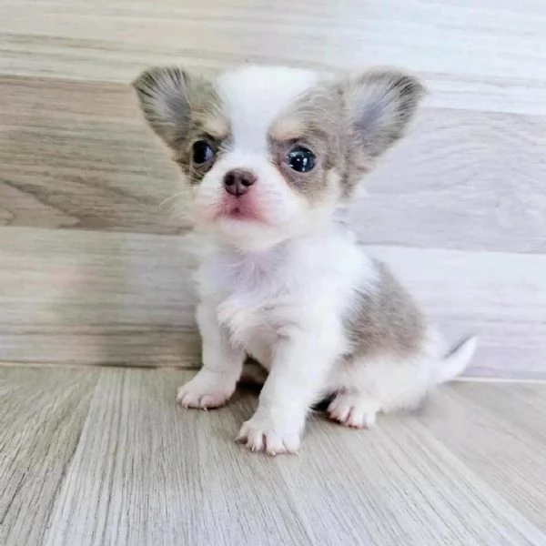 Chihuahua pelo lungo pedigree ENCI | Foto 0