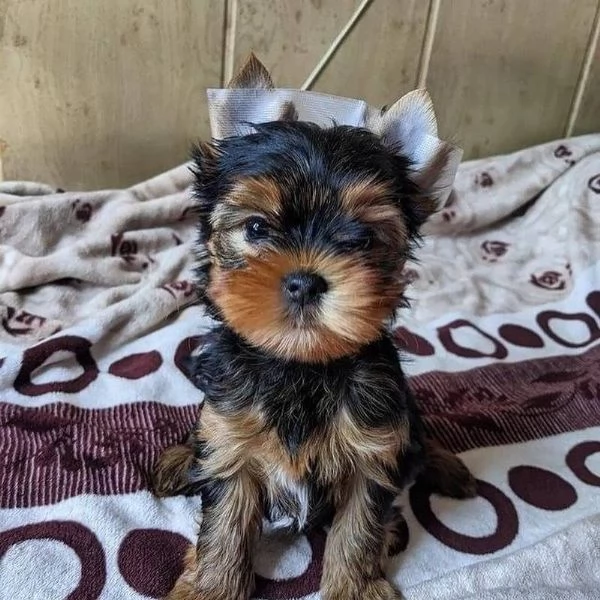 cucciolo cuccioli di yorkshire terrier