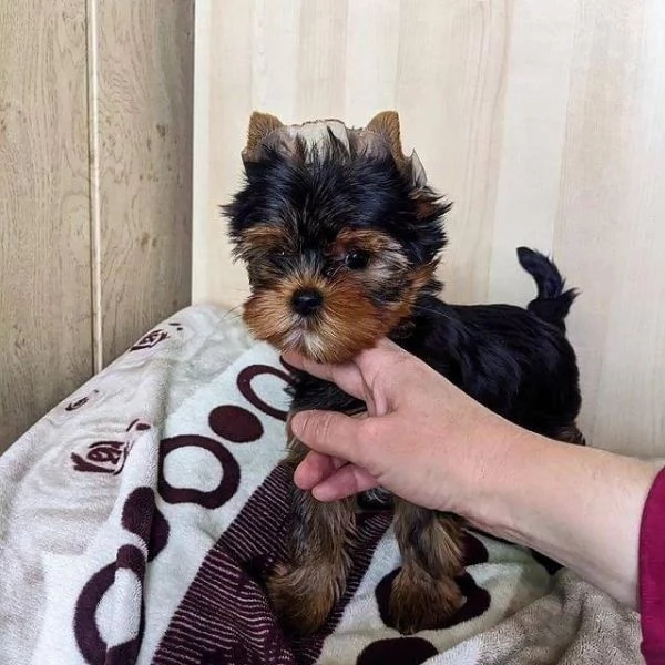 cucciolo cuccioli di yorkshire terrier | Foto 1