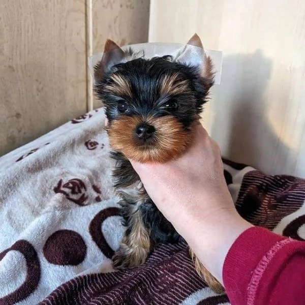 cucciolo cuccioli di yorkshire terrier | Foto 0