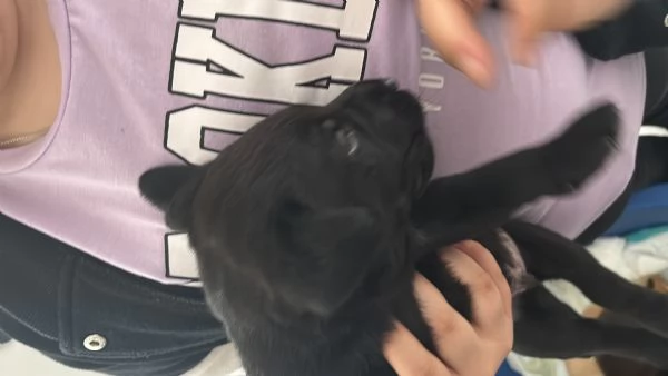 Cuccioli Labrador 