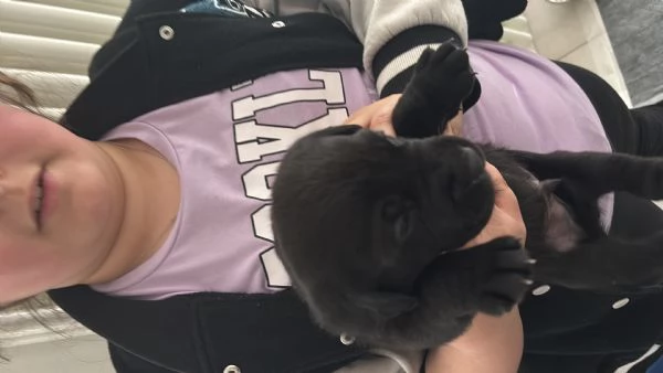 Cuccioli Labrador  | Foto 5
