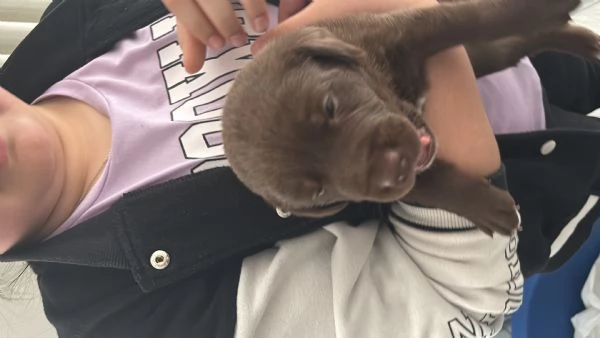 Cuccioli Labrador  | Foto 4