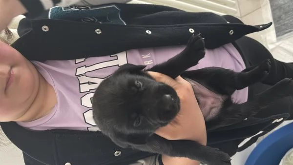 Cuccioli Labrador  | Foto 3
