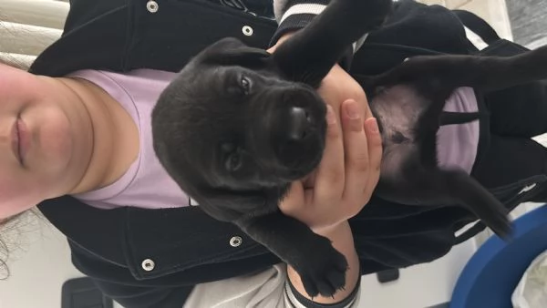 Cuccioli Labrador  | Foto 2