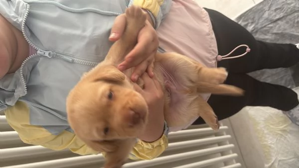Cuccioli Labrador  | Foto 1