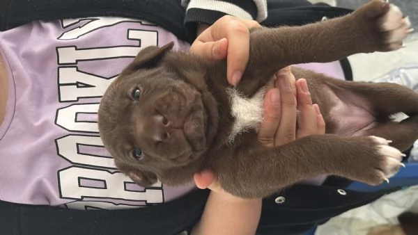 Cuccioli Labrador  | Foto 0