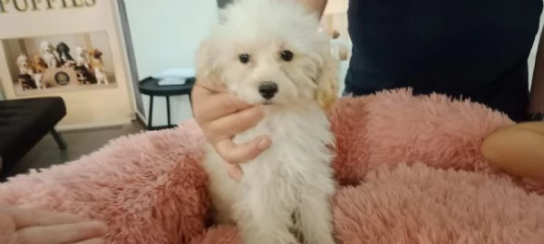 MALTIPOO MINI TOY MASCHI E FEMMINE 