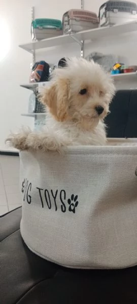 MALTIPOO MINI TOY 