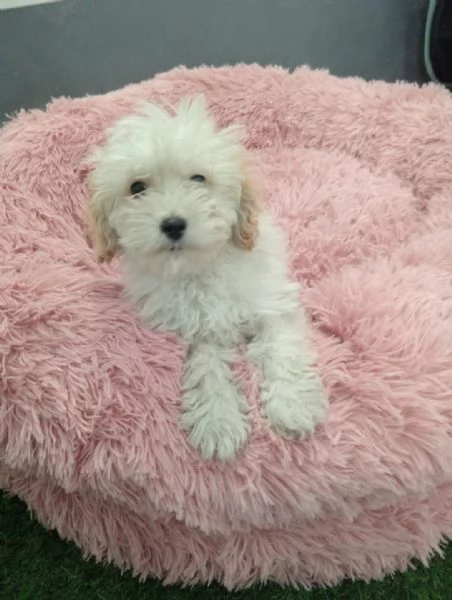 MALTIPOO MINIT TOY 