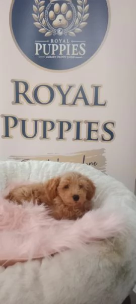 MALTIPOO MINI TOY SPECIAL PRICE 