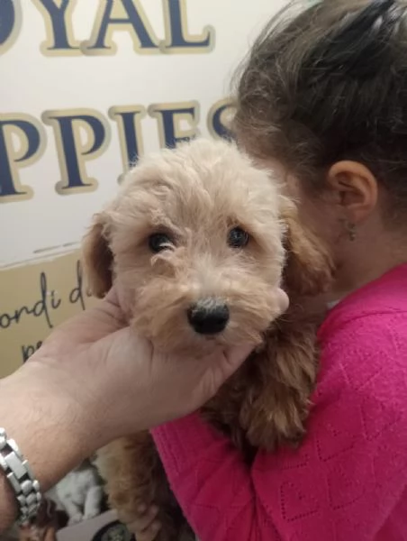 maltipoo mini toy special offert 