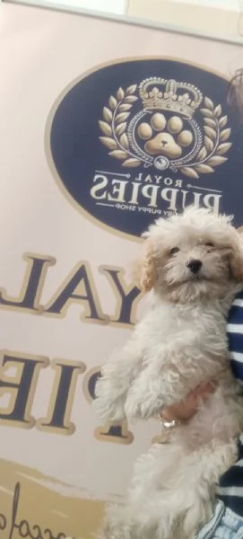 maltipoo mini toy maschi e femmine 