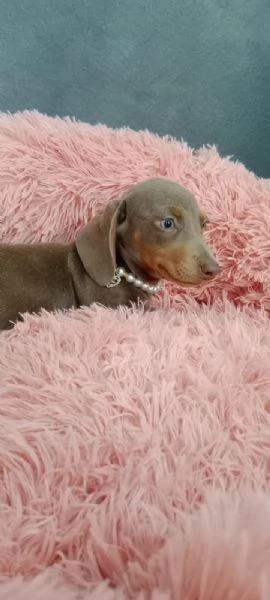 Bassotti kaninchen maschi e femmine 