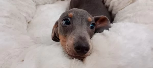 bassotti kaninchen maschi e femmine 