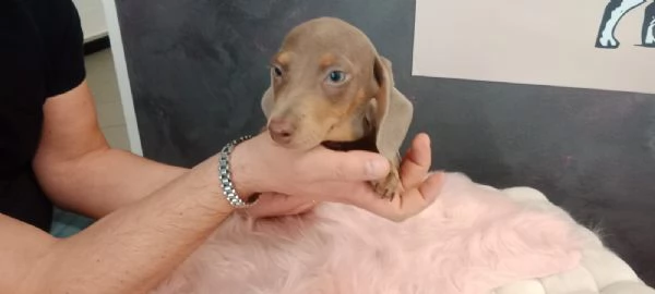 bassotti kanichen maschi e femmine