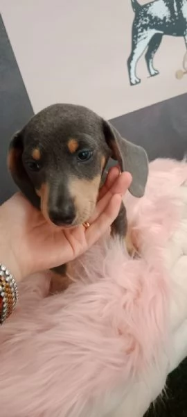 bassotti kaninchen maschi e femmine 