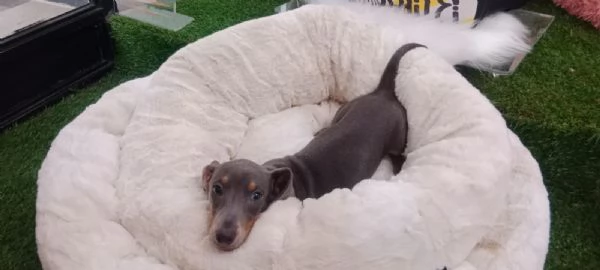 bassotti kaninchen maschi e femmine 