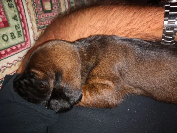 Cuccioli segugio bavarese (BGS) 