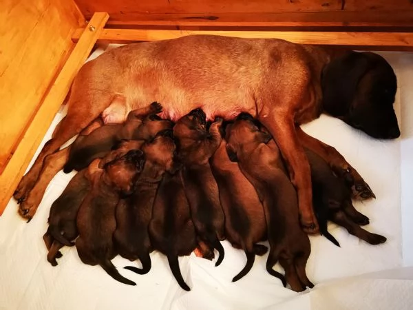 Cuccioli segugio bavarese (BGS)  | Foto 4