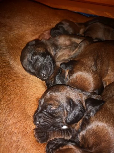 Cuccioli segugio bavarese (BGS)  | Foto 3