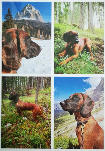 Cuccioli segugio bavarese (BGS)  | Foto 2