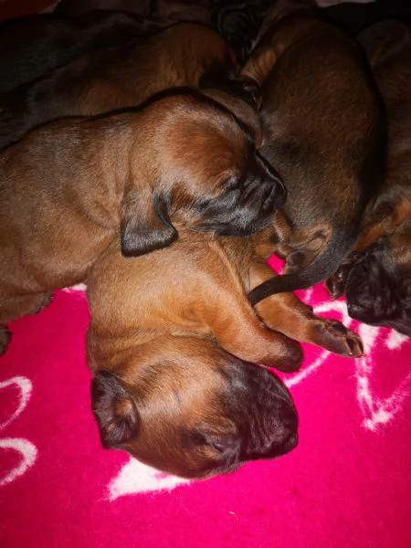 Cuccioli segugio bavarese (BGS)  | Foto 1