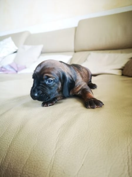 Cuccioli segugio bavarese (BGS)  | Foto 0