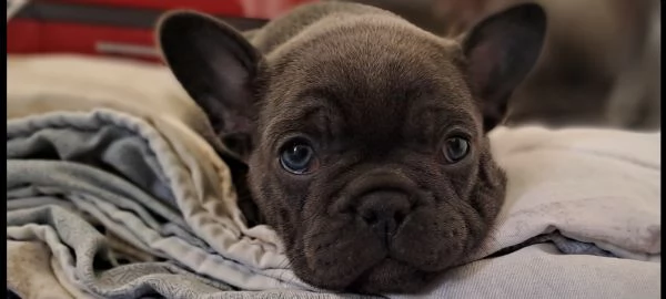 Vendo bulldog francese esotico pocket 