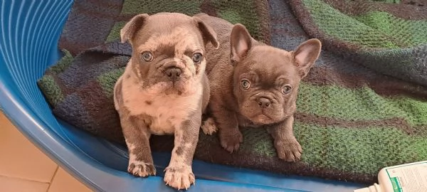 Vendo bulldog francese esotico pocket  | Foto 2