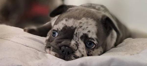 Vendo bulldog francese esotico pocket  | Foto 1