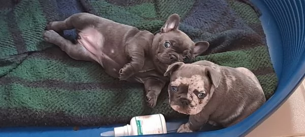 Vendo bulldog francese esotico pocket  | Foto 0