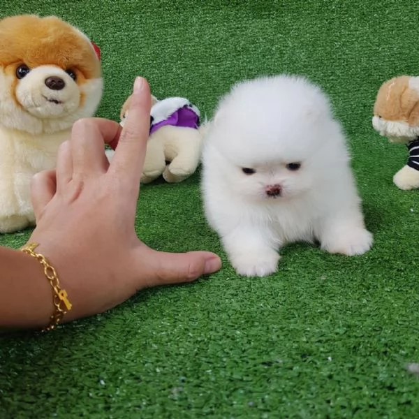Regalo Barboncino toy e maltipoo maschio e femmina  | Foto 1