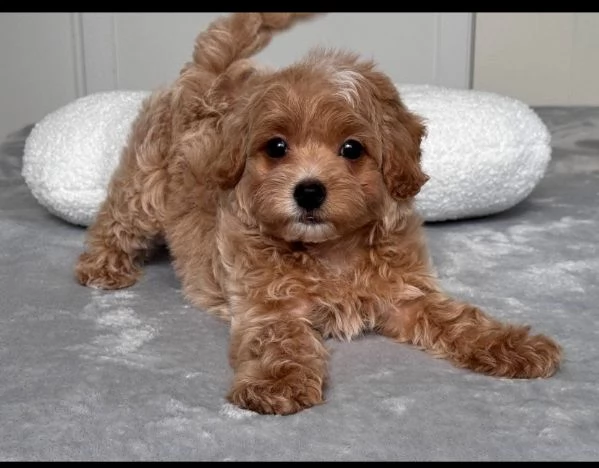 Regalo Barboncino toy e maltipoo maschio e femmina 