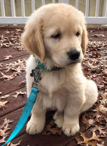 Regalo  Golden retriever  | Foto 0