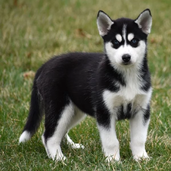 Husky Maschio e femmina  | Foto 0