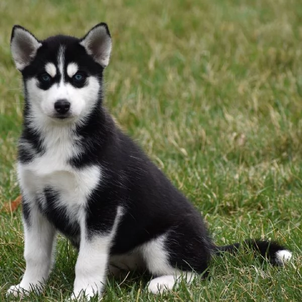 Husky Maschio e femmina 