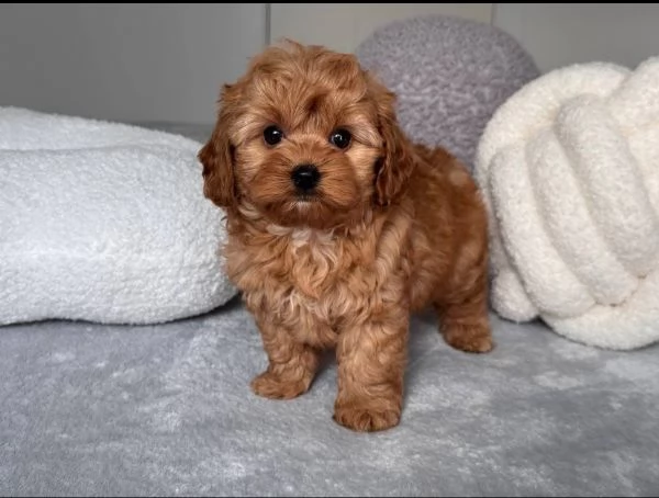 Maltipoo maschio e femmina disponibili  | Foto 0