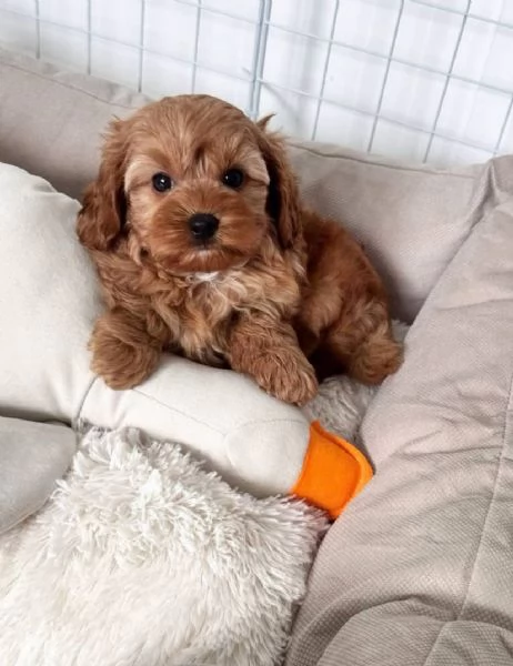 Maltipoo maschio e femmina disponibili 