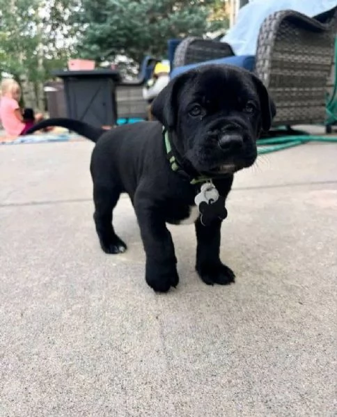 Bellissima maschio e  femminuccia di cane Corso disponibile
