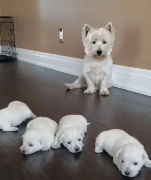 (West highlander small dog section)