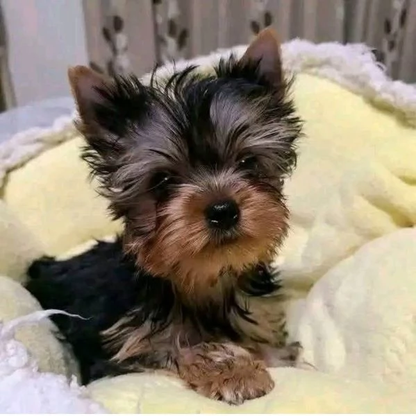 Yorkie toy disponibili maschio e femmina  | Foto 0