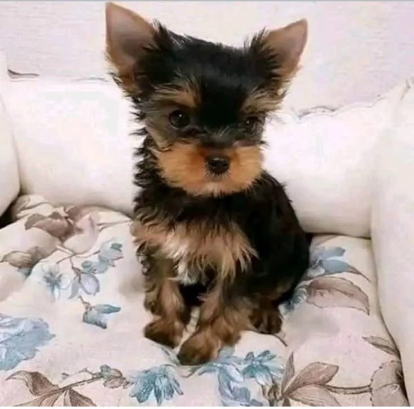 Yorkie toy disponibili maschio e femmina 