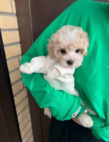 Barboncino bianco crema da adottare  | Foto 0