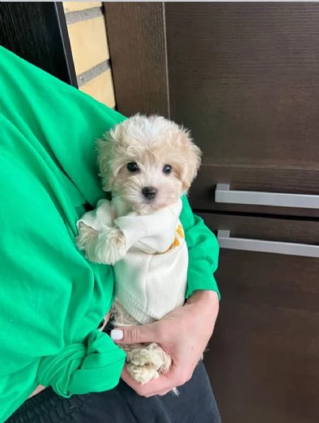 Barboncino bianco crema da adottare 